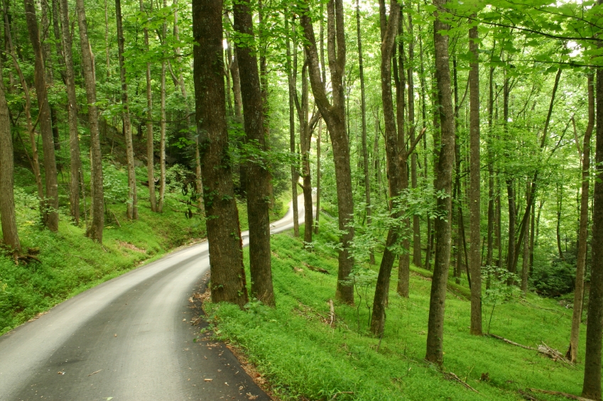 tree lined road flipped horizontal